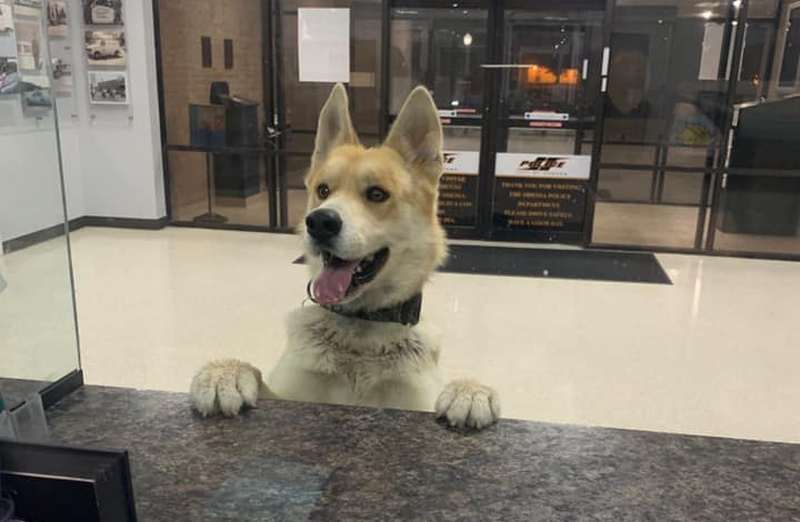 В Техасі пес зайшов до поліцейської дільниці, щоб повідомити, що він пропав (ФОТО)