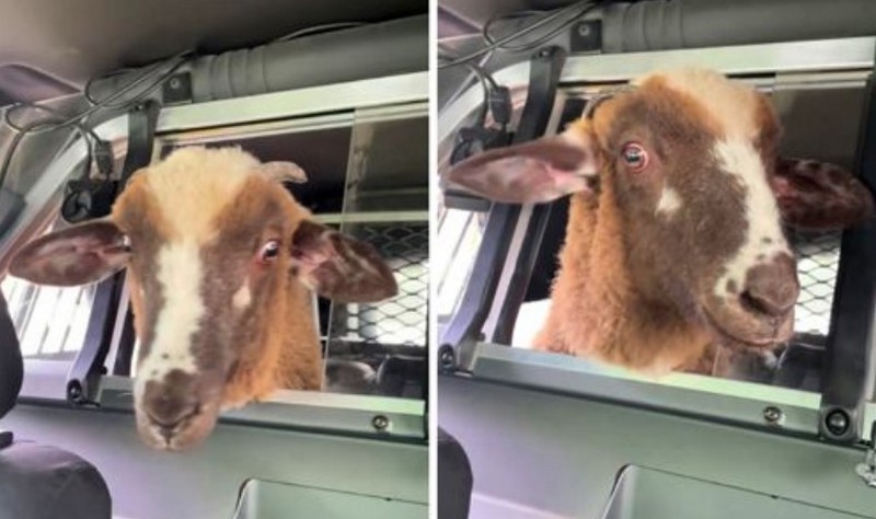 Вівцю, яка втекла з ферми, доставили додому в кузові поліцейського автомобіля (ВІДЕО)