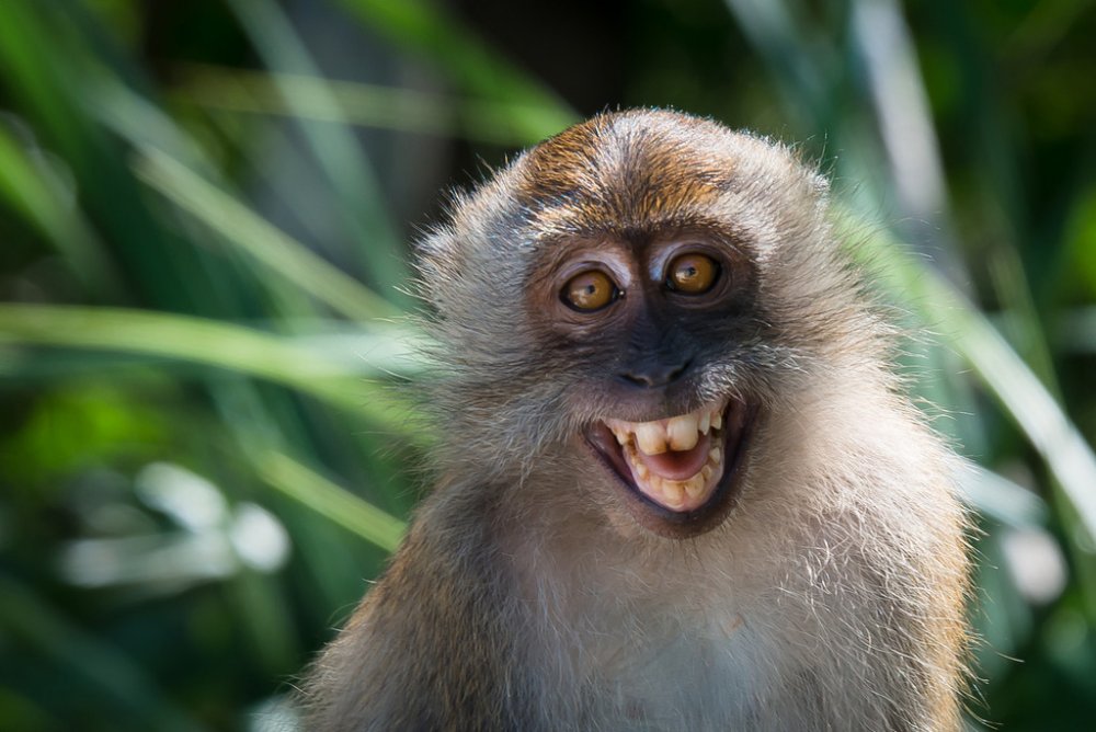 Мавпа вкрала, порвала та погризла паспорт туристки на Балі (ВІДЕО)