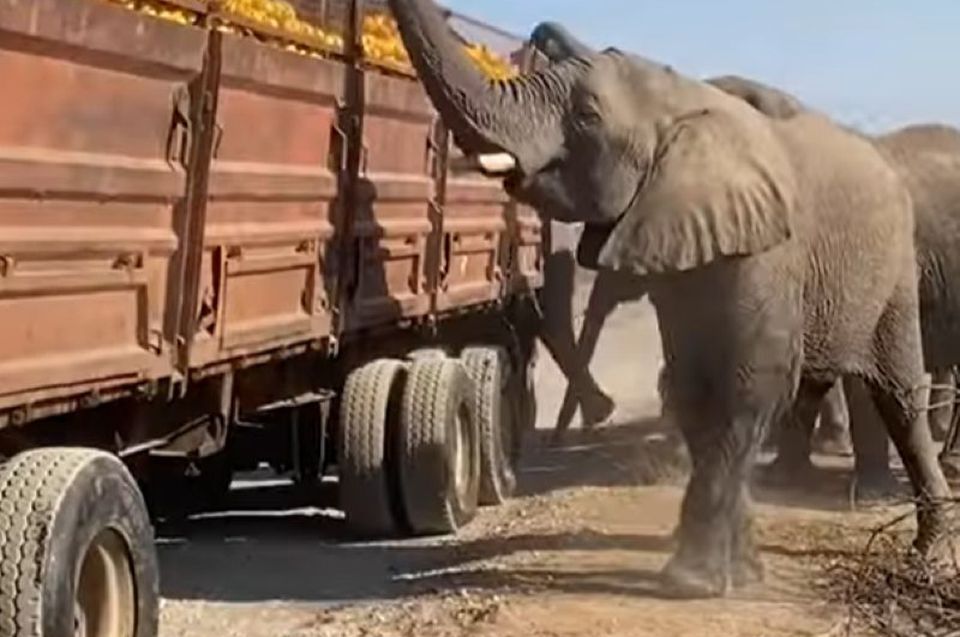 У Південній Африці стадо слонів пограбувало фуру з апельсинами (ВІДЕО)