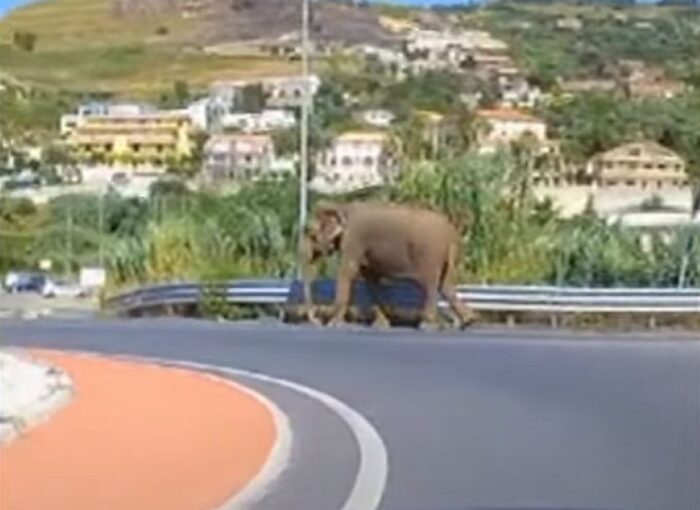 В Італії слон прогулявся автострадою, щоб “дістатися до супермаркету” (ВІДЕО)