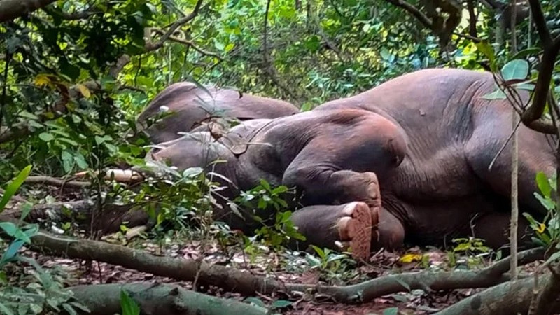 В Індії 24 слони пограбували мешканців села, спустошивши горщики з лікером