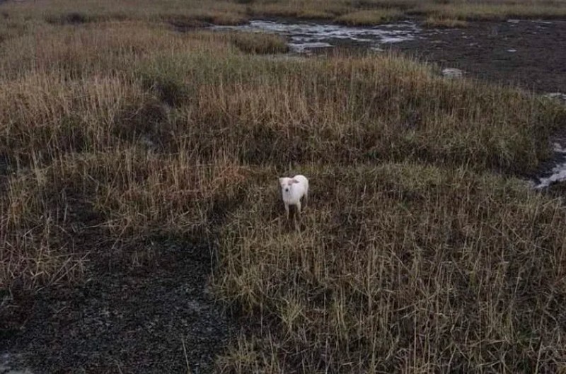 Дрон із сосискою допоміг витягнути собаку з болота (ВІДЕО)