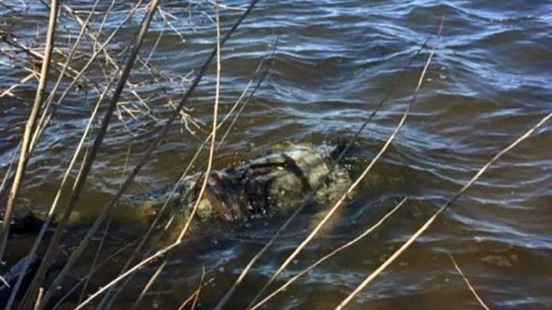 На Полтавщині у ставку знайшли тіло жінки