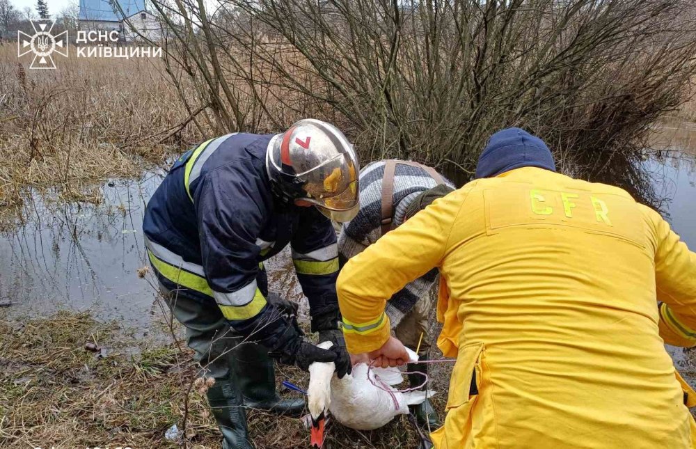 На Київщині бійці ДСНС врятували лебедя, який заплутався у мотузці (ФОТО)