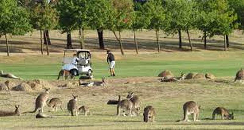 Натовп кенгуру увірвався в австралійський гольф-клуб (ВІДЕО)