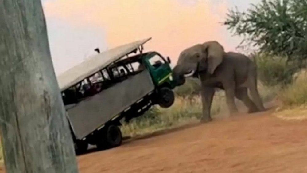 Підняв на бивні: розлючений слон напав на автобус із туристами (ВІДЕО)