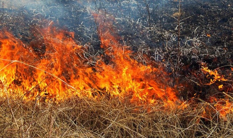 На Харківщині під час випалювання сухої трави загинула жінка