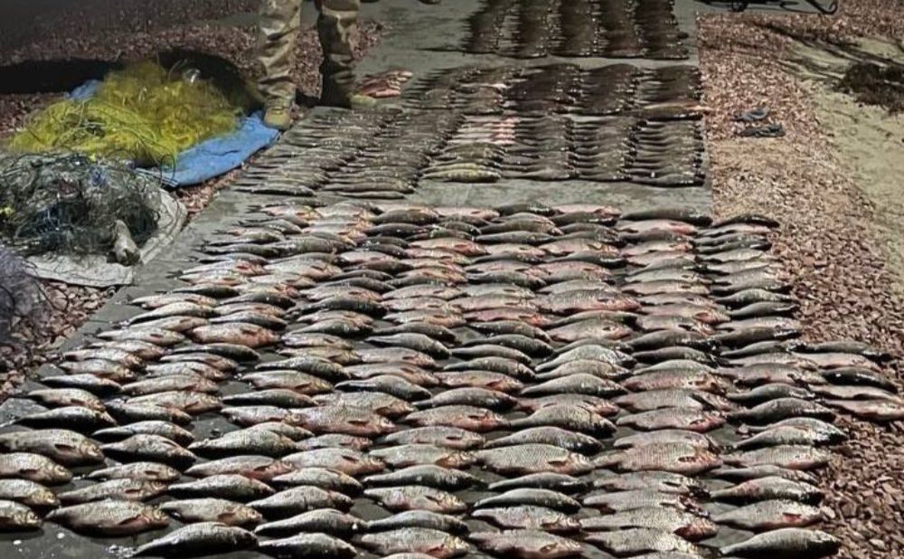 Під Києвом браконьєри наловили риби майже на 700 тисяч гривень