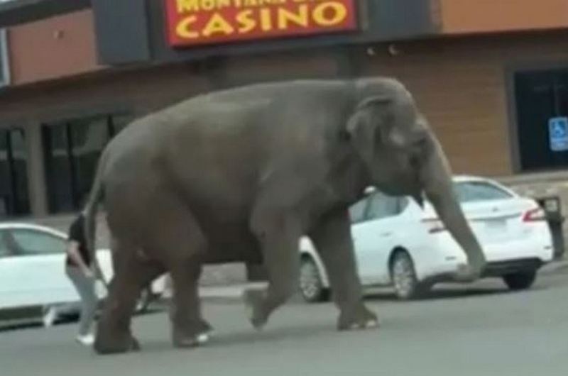 Слониха втекла з цирку і блукала вулицями у центрі міста