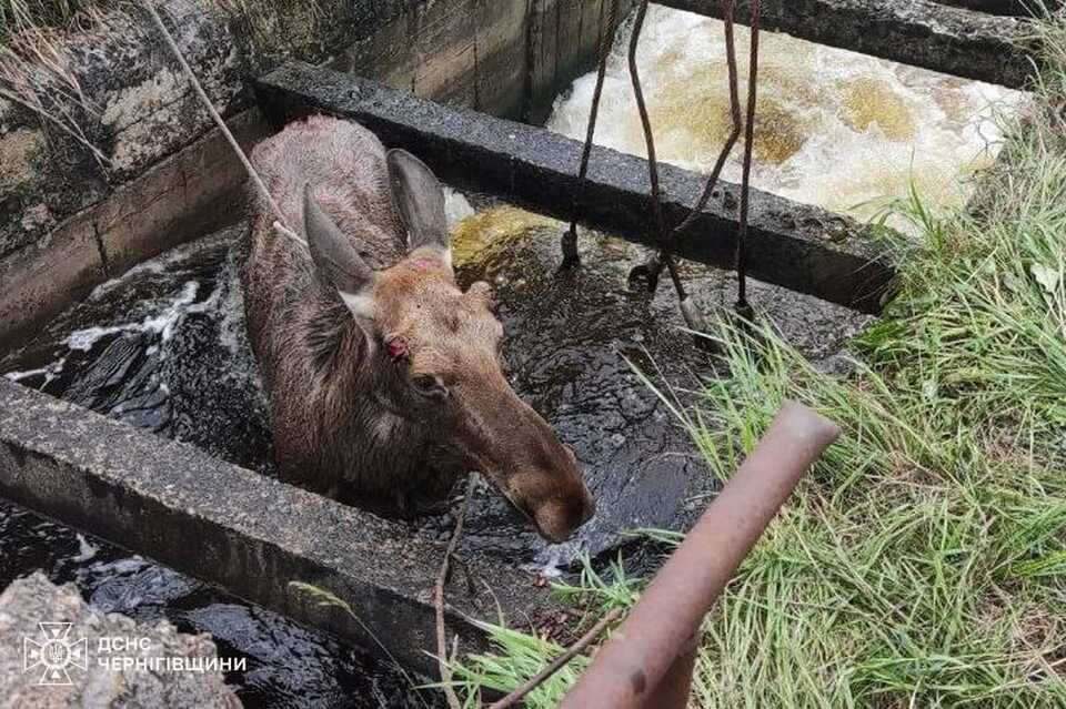 На Чернігівщині рятувальники визволили лося з водяної пастки (ФОТО)