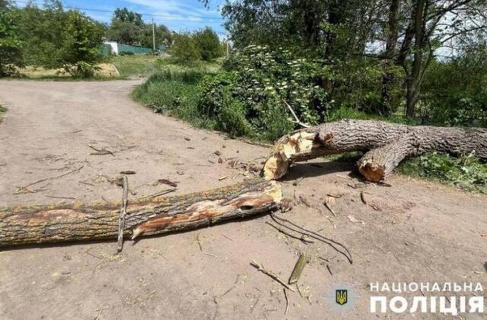 У Полтаві чоловіка вбило дерево: поліція повідомила деталі