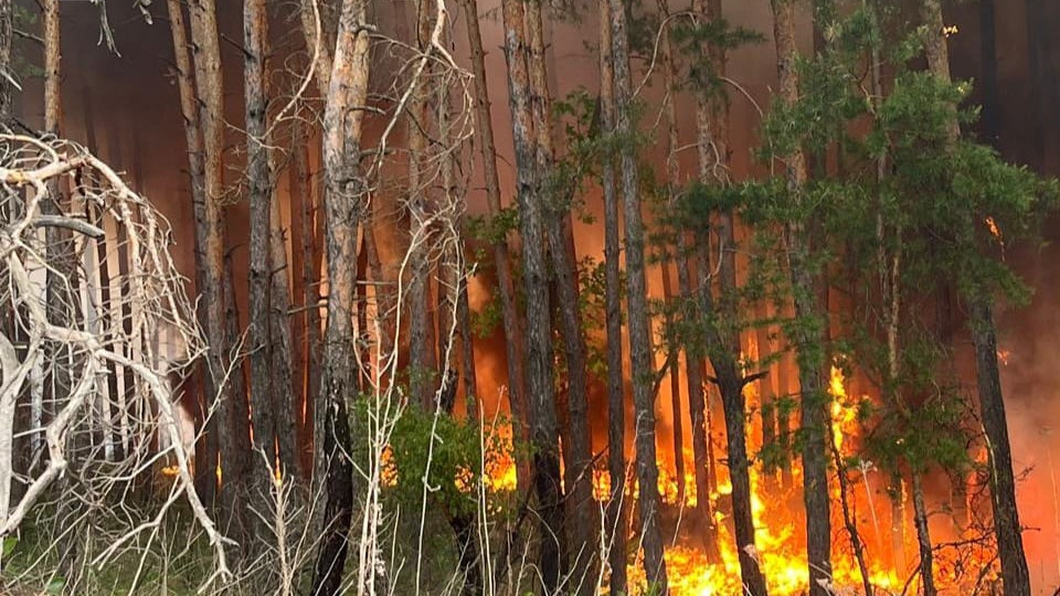 На Харківщині палає більше 3 700 гектарів лісів (ФОТО)