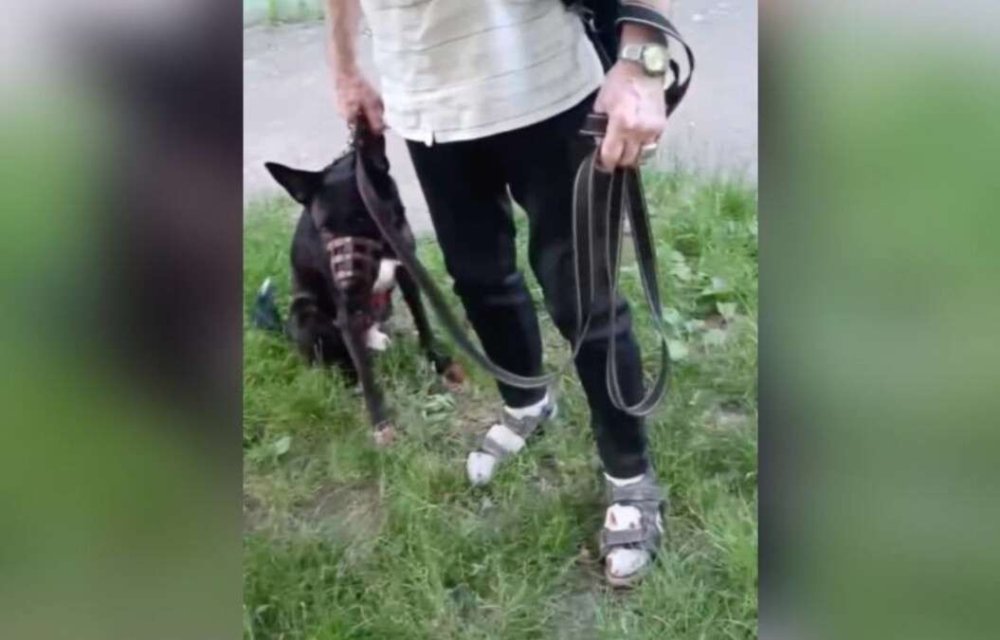 У Кам’янському чоловік хотів вбити собаку на очах у дитини