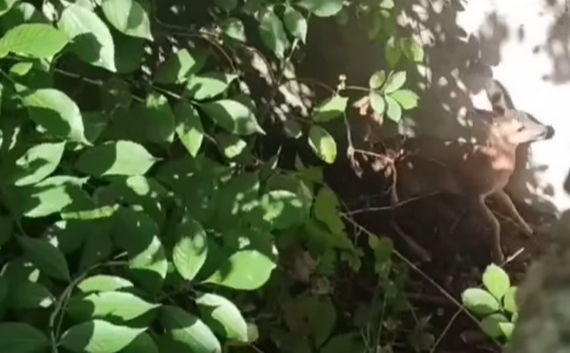 На Київщині врятували сарну, яка впала у глибоку яму (ВІДЕО)