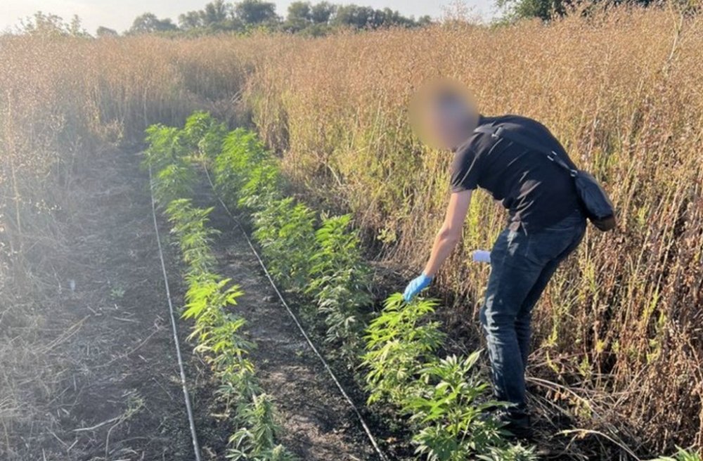 Заробляли на збуті канабісу до ₴50 млн: на Дніпропетровщині затримано учасників злочинної наркоорганізації (ВІДЕО)