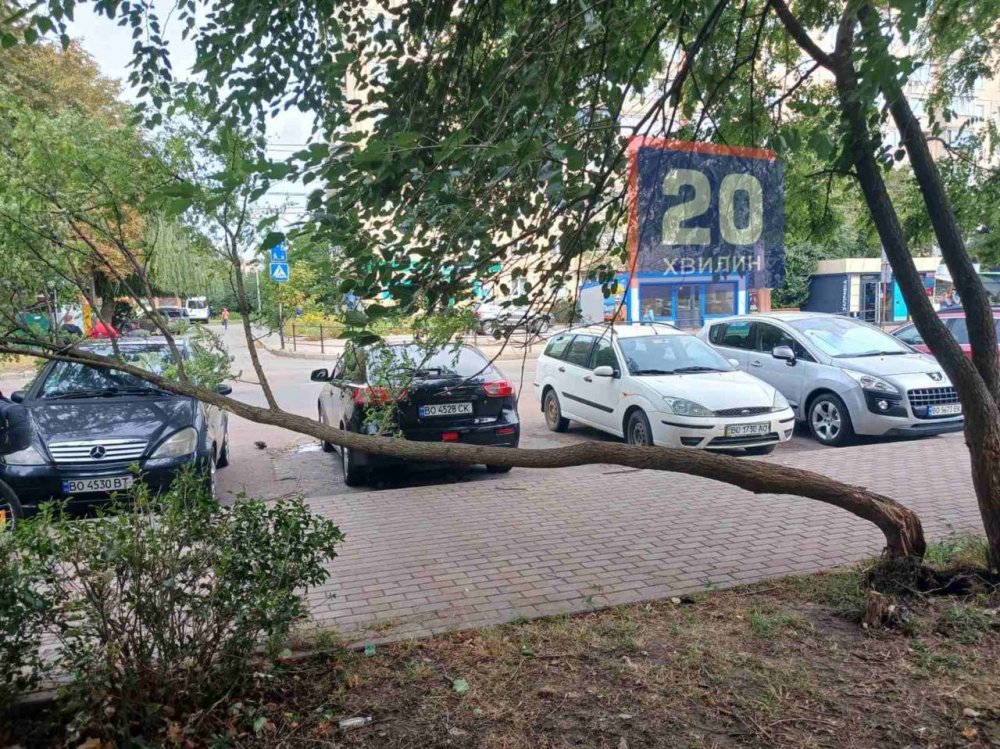 У Тернополі дерева виривало з корінням та розбили авто (ФОТО)