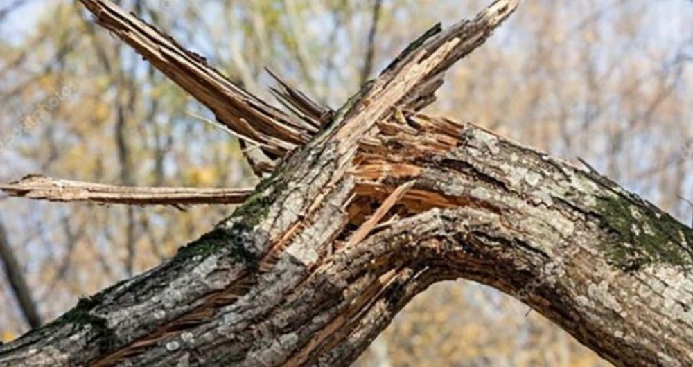 На Полтавщині чоловіка вбила гілка дерева: у поліції розповіли подробиці
