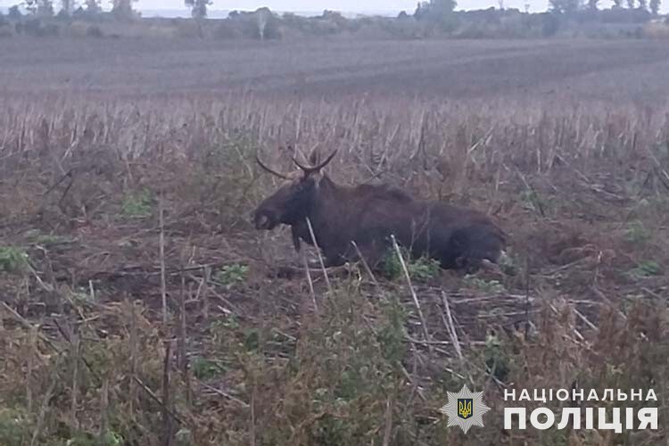 На Тернопільщині під колеса автомобіля потрапив лось (ФОТО)