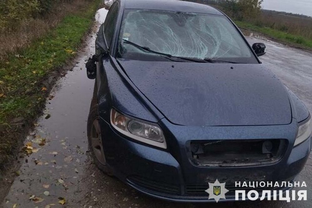 На Тернопільщині під колеса автомобіля потрапив лось (ФОТО)