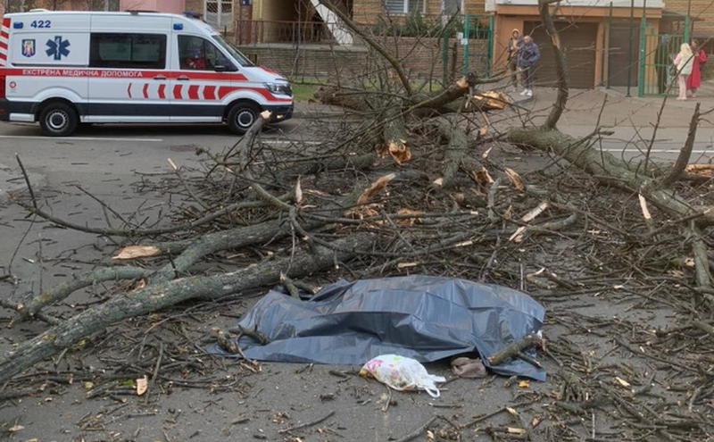 У Києві дерево впало на жінку - вона загинула від отриманих травм