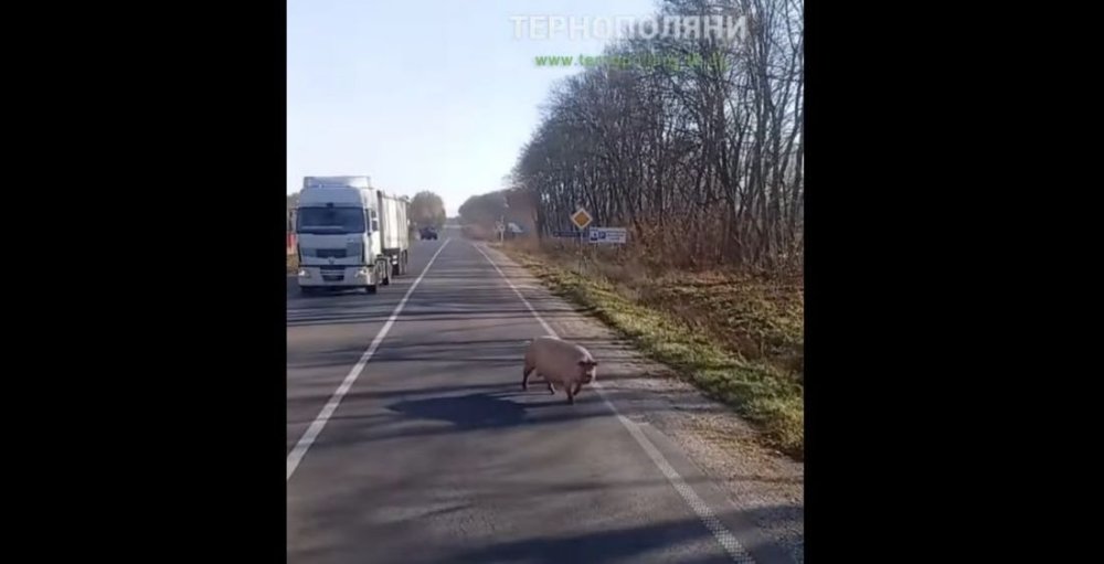 Свиня влаштувала прогулянку посеред дороги на Тернопільщині (ВІДЕО)