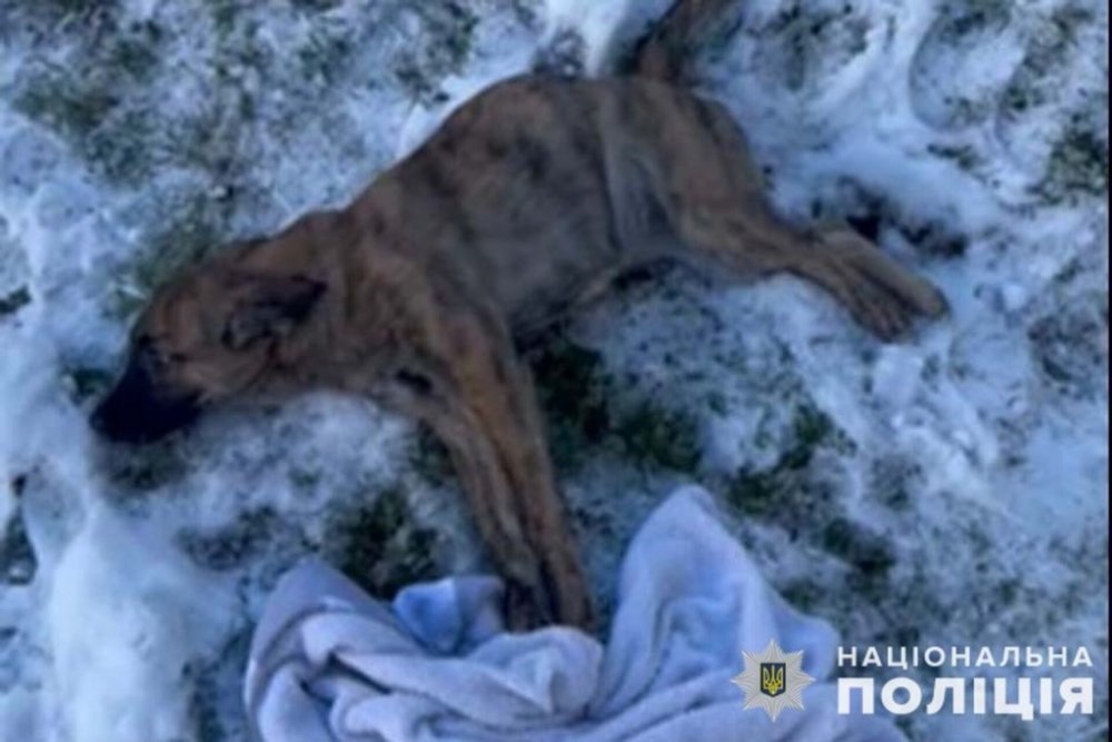 У Тернополі господарі викинули собаку з четвертого поверху