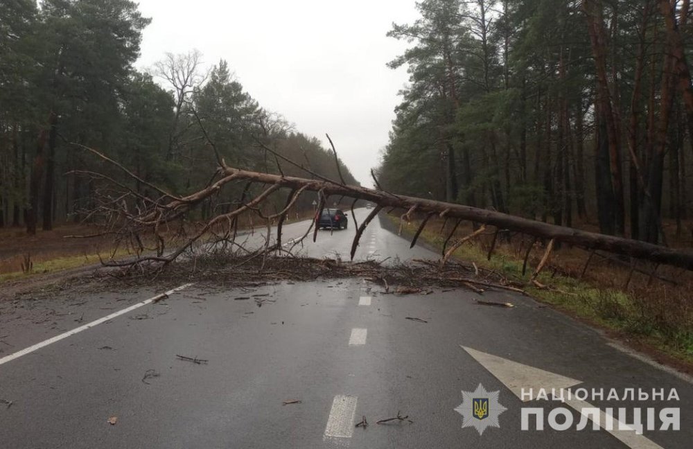 На Волині дерево впало на автівку, що їхала трасою, у ДТП постраждав іноземець
