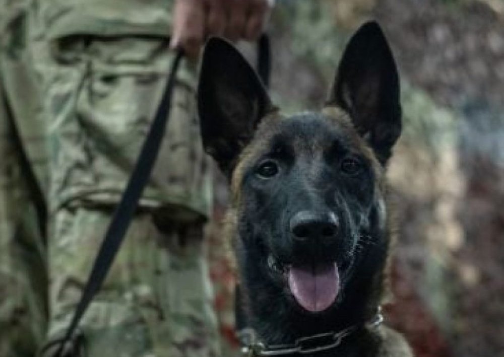 На Львівщині службовий собака допоміг розкрити злочин
