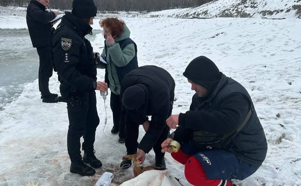 У Києві поліція розшукує нелюда, який розстріляв двох собак біля озера «Синє»