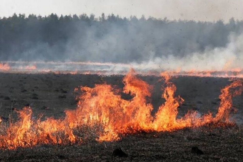Під Києвом спалахнула масштабна пожежа