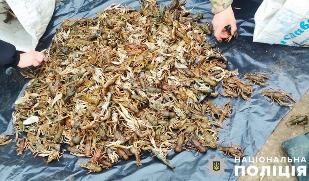 На Полтавщині поліцейські виявили у браконьєра близько пів сотні кілограмів раків