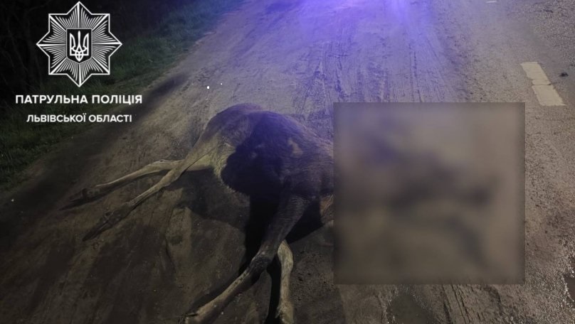Суд виправдав водійку, яка збила лося на околиці Львова (ФОТО)