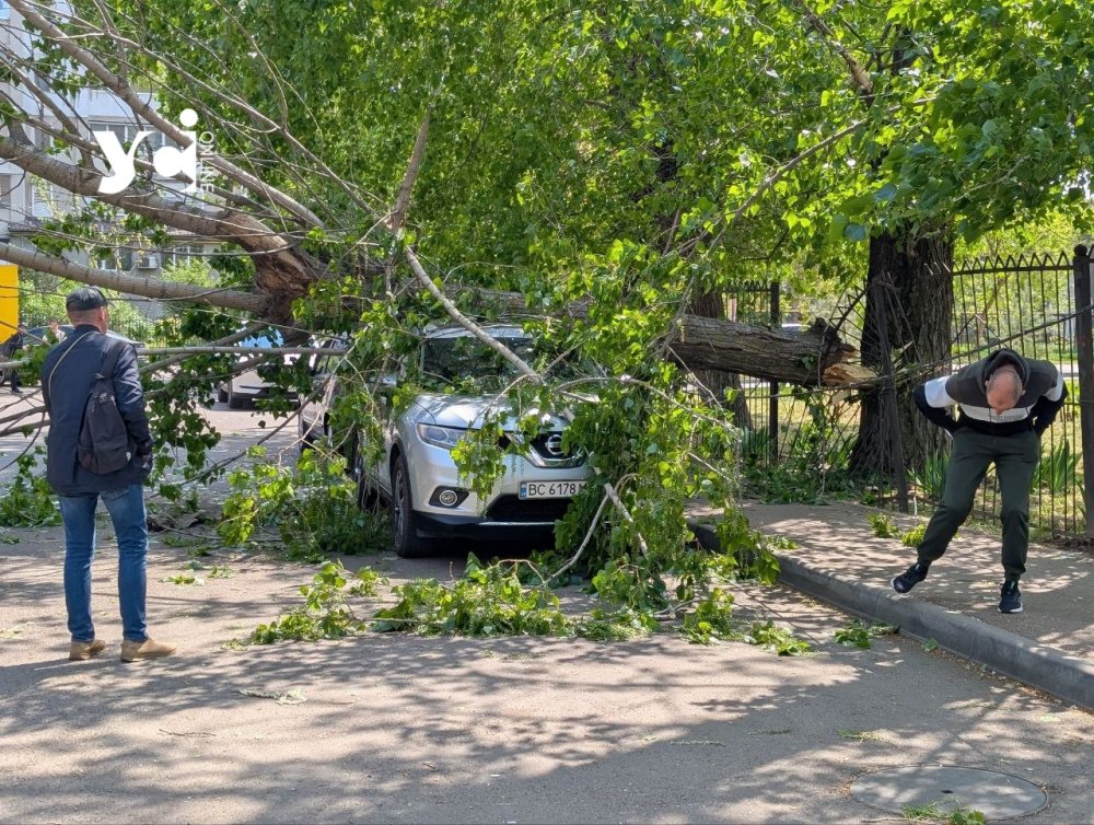 Величезне дерево впало на автівку в Одесі (ФОТО)