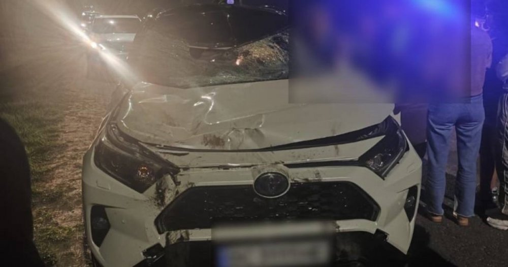 Суд виправдав водійку, яка збила лося на околиці Львова (ФОТО)
