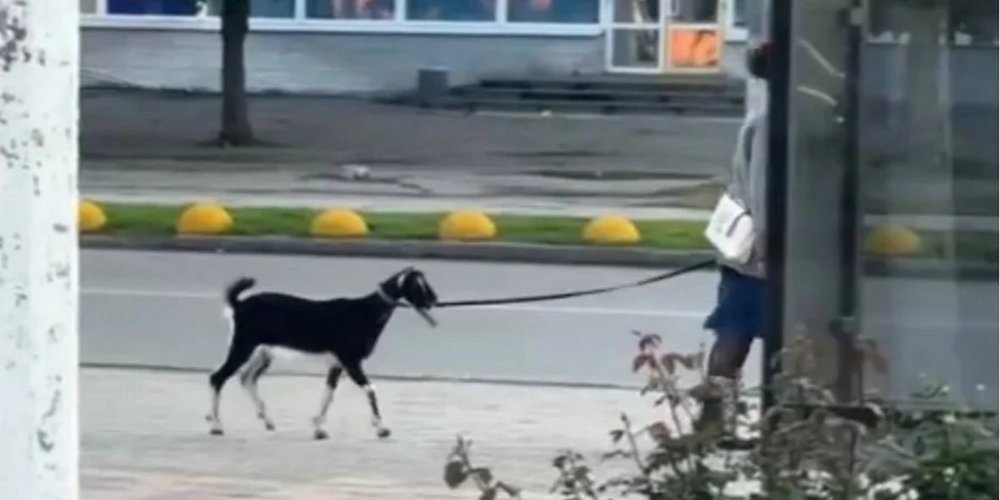 На Дніпропетровщині жінка вигулювала козу прямо в центрі міста