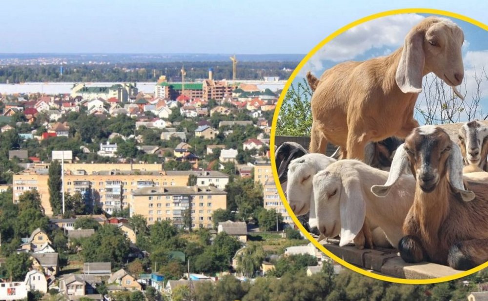 Під вікнами багатоповерхівки у Києві помітили несподіваних рогатих гостей (ВІДЕО)