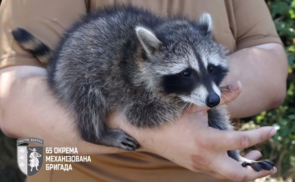 «Сержантка Моллі»: у бійців бригади «Великий Луг» з’явилася незвичайна вихованка (ФОТО)