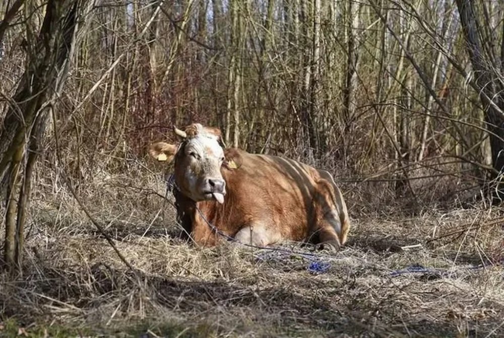 Втеча року: корова зламала руку фермеру і втекла на острів