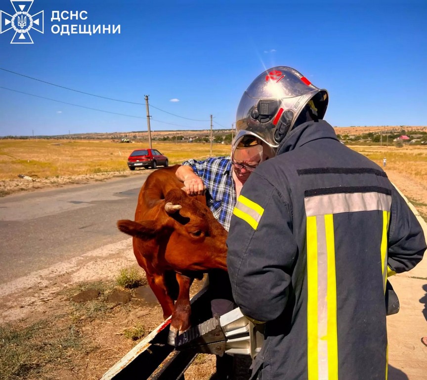 На Одещині бійці ДСНС врятували корову з металевої пастки (ФОТО)
