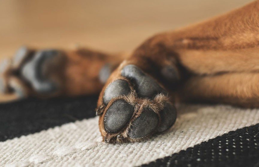 Чоловіка, який задушив собаку колишньої дівчини, відправлять до спецзакладу