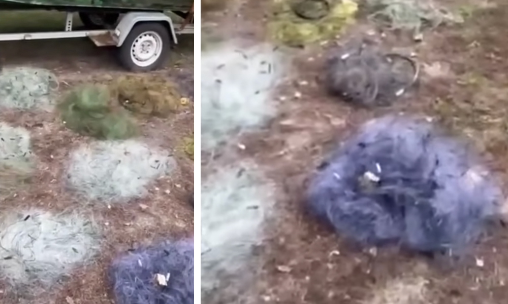 Київські рибоохоронці вилучили понад кілометр браконьєрських сіток із річки Ірпінь та врятували 75 рибин