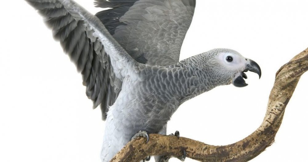 Британський папуга, який зник на чотири роки, повернувся додому і заговорив іспанською