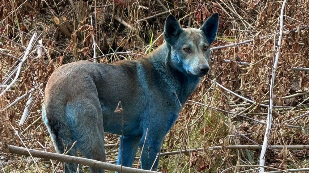 У Чорнобилі помітили собак із синьою шерстю: фахівці пояснили, що сталося (ФОТО)