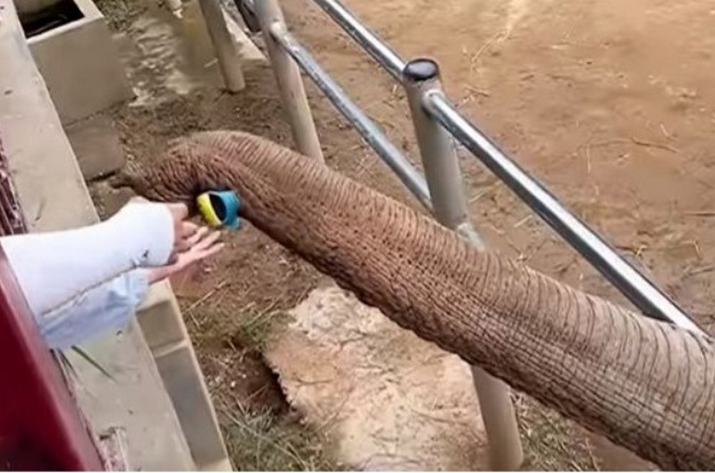 Добрий слон повернув дитині черевик, що впав у вольєр (ВІДЕО)