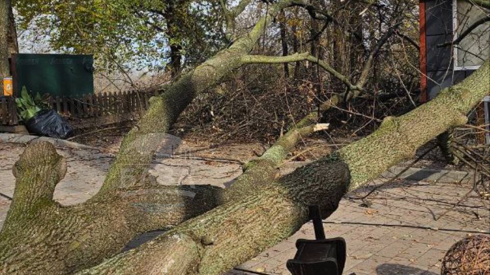 У популярному парку Дніпра біля перехожих впало величезне дерево (ФОТО)