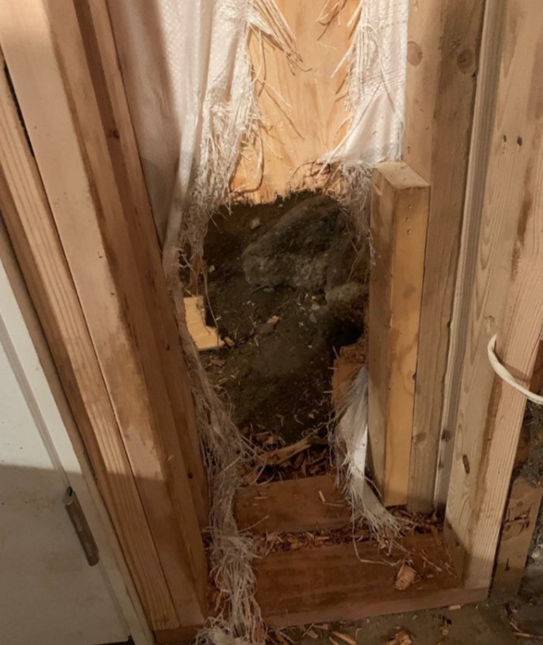 У США ведмідь залишив власників будинку без стіни (ФОТО)