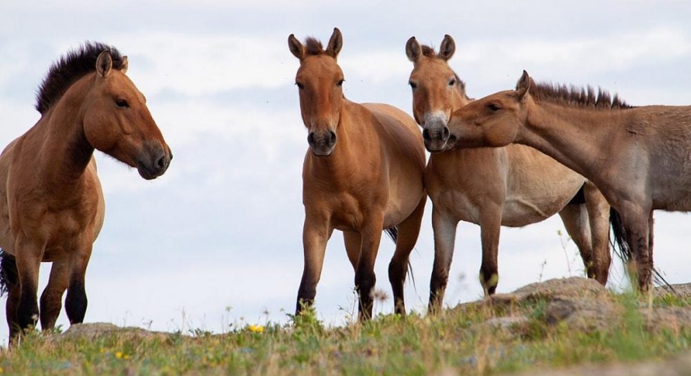 У Чорнобильській зоні помітили рідкісних коней (ФОТО)