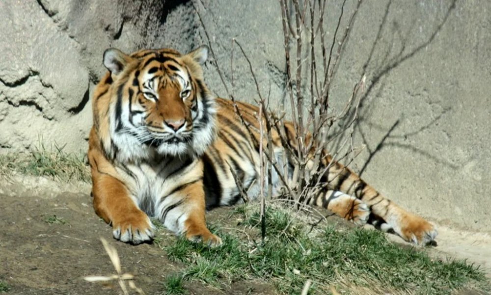 В Індії тигр затишно влаштувався на ліжку (ФОТО)