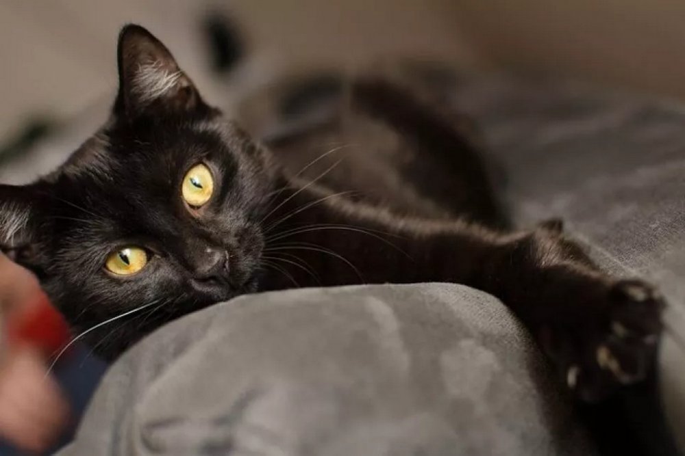 У Києві рятували кішку, яка застрягла у вікні на провітрювання (ВІДЕО)